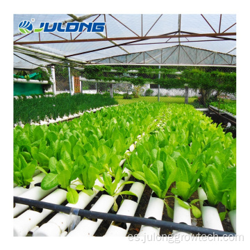 Aquaponics granjas agrícolas de lechuga invernaderos